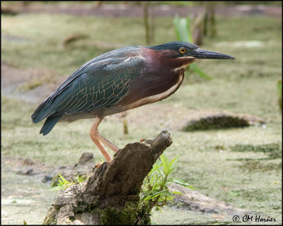 0718 Green Heron.jpg