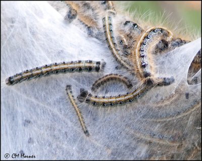 0902 Eastern Tent Caterpillar.jpg
