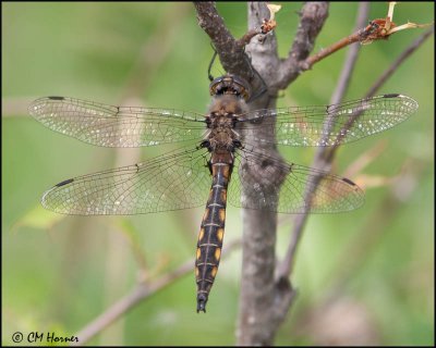 0912 Baskettail sp.jpg