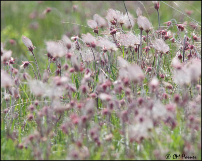 0934 Prairie Smoke or Three-flowered Avens