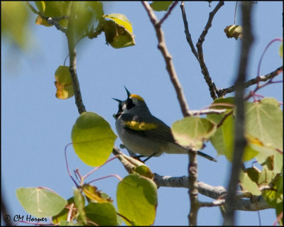 0982 Golden-winged Warbler.jpg