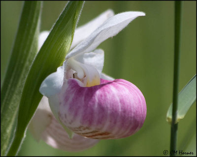 1238 Showy Lady Slipper Orchid.jpg