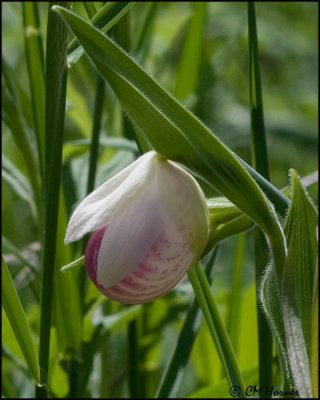 1244 Showy Lady Slipper Orchid.jpg