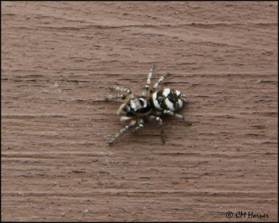 1255 Zebra Jumping Spider.jpg