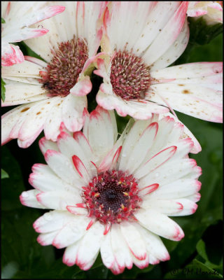 1275 Gerbera Daisies.jpg