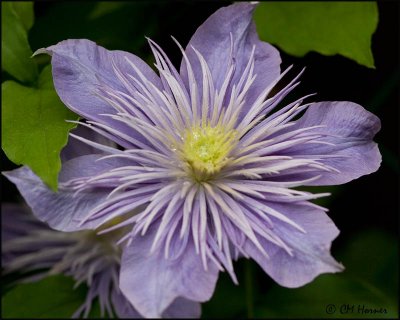 1278 Clematis.jpg