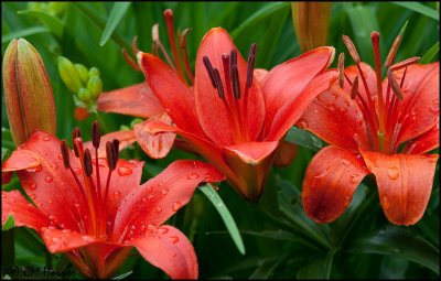 1284 Orange Lily.jpg