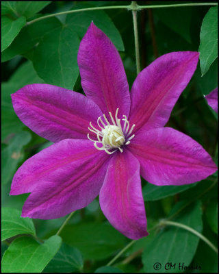 1285 Clematis.jpg