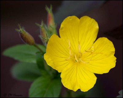 1303 Evening Primrose.jpg