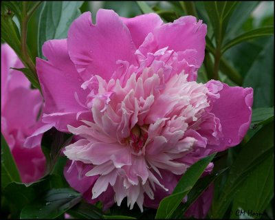 1308 Peony.jpg