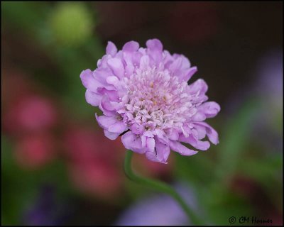 1318 Pincushion Flower