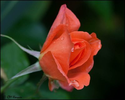 1337 Orange Rosebud.jpg