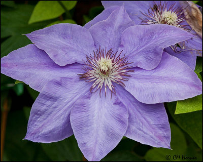 1346 Clematis.jpg