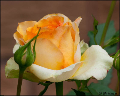 1357 Peach Rose.jpg