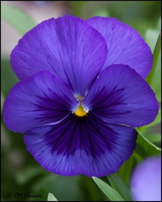 1363 Purple Pansy.jpg