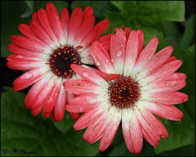 1390 Gerbera Daisies.jpg