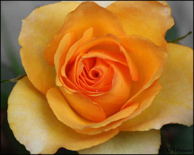 1397 Peach Rose.jpg