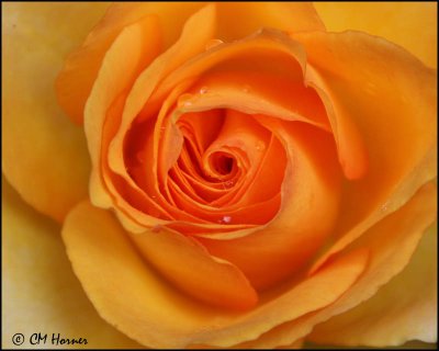 1400 Peach Rose.jpg