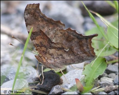 1410 Eastern Comma.jpg