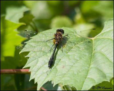 1414 Racket-tailed Emerald.jpg