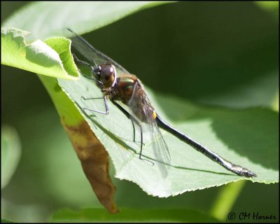 1420 Racket-tailed Emerald.jpg