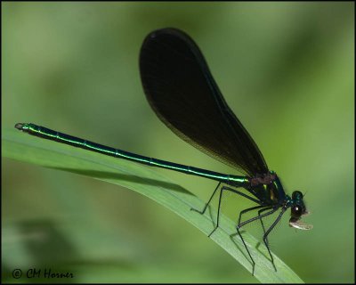 1437 Ebony Jewelwing.jpg
