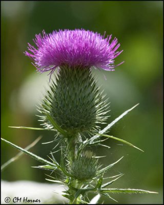 1712 Thistle sp.jpg