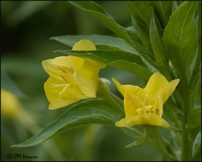 1716 Common Evening Primrose.jpg