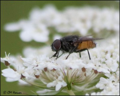 1755 Fly sp on Queen Anne's Lace