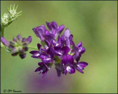 1761 Alfalfa or Lucerne