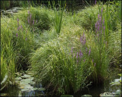 1798 Purple Loostrife invading.jpg