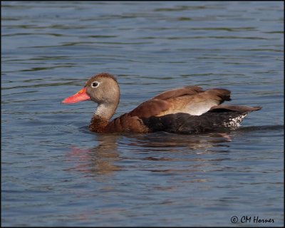 1905 Black-bellied Whistling-Duck.jpg