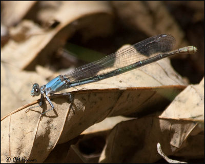 2018 Powdered Dancer female blue form.jpg