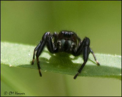 2101 Jumping Spider P.clarus.jpg