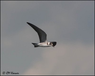 2228 Black Tern.jpg