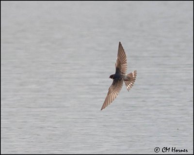 2296 Barn Swallow juvenile.jpg