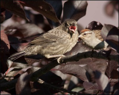 2540 Chipping Sparrow feeding Brown-headed Cowbird juvenile.jpg