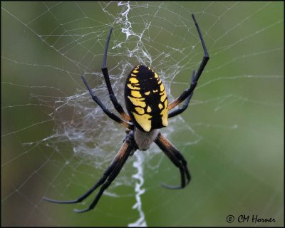 2705 Argiope Spider.jpg