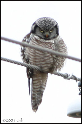 Northern Hawk Owl 734.jpg