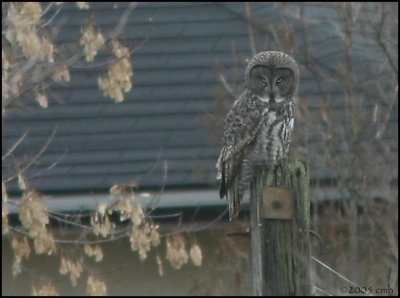 Great Gray Owl 756.jpg