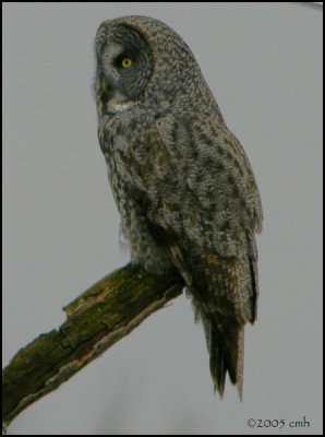 Great Gray Owl 789.jpg