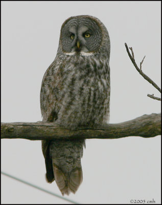 Great Gray Owl 837.jpg