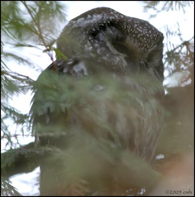 Boreal Owl 947.jpg
