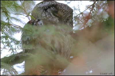 Boreal Owl 951.jpg