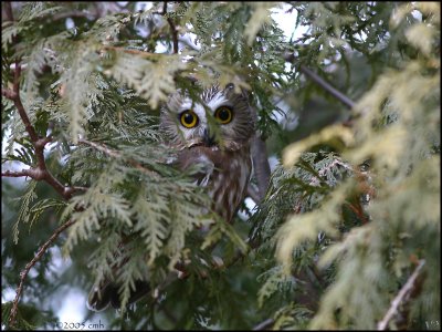 Northern Saw-whet Owl 920.jpg