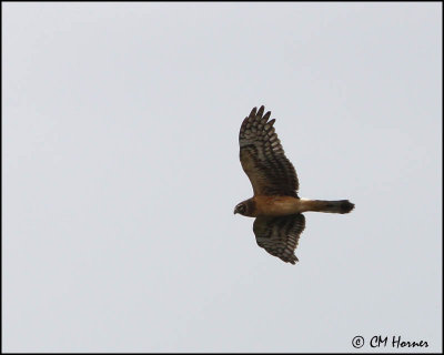 2824 Northern Harrier juvenile.jpg