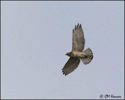 2926 Broad-winged Hawk juvenile.jpg