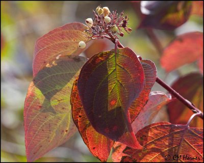 3119 Fall Colours.jpg