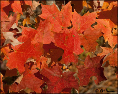 3148 Maple Leaves.jpg