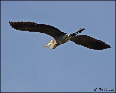 3220 Great Blue Heron.jpg